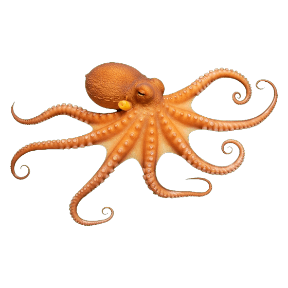 Foto de el pulpo