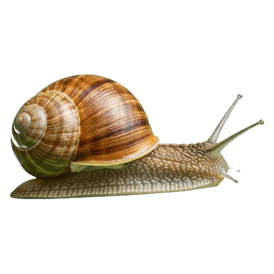 Foto de el caracol