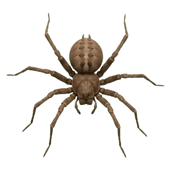 Foto de la araña