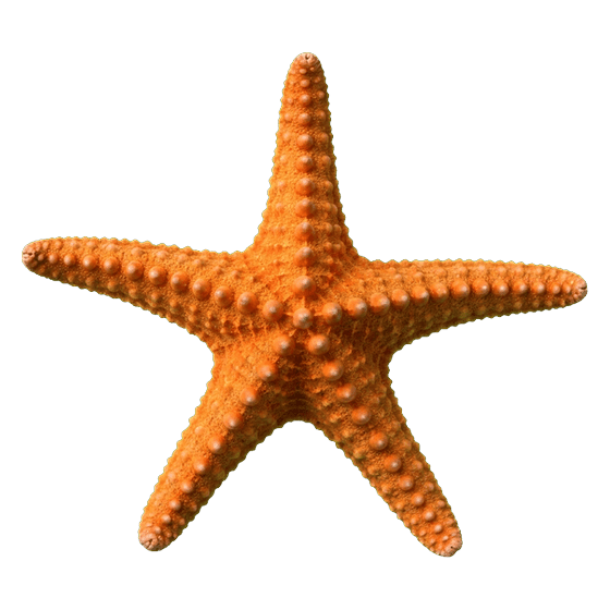 Foto de la estrella de mar