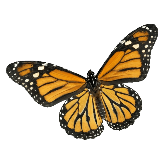 Foto de la mariposa