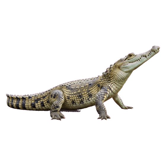 cocodrilo