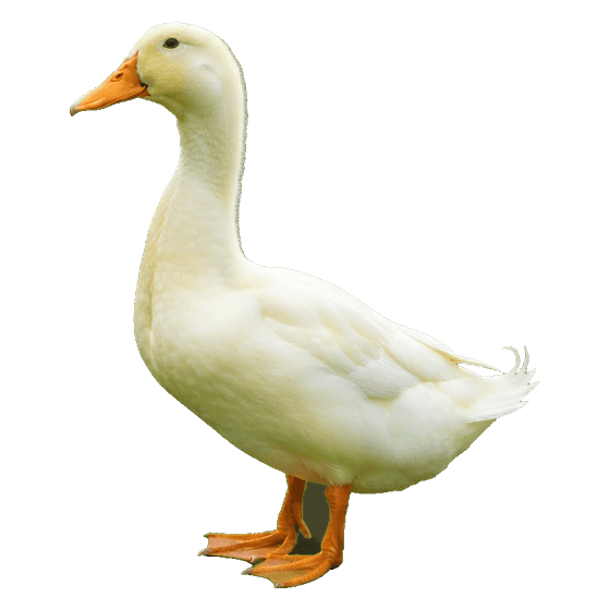 pato