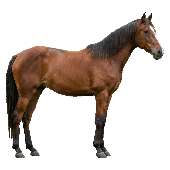 caballo