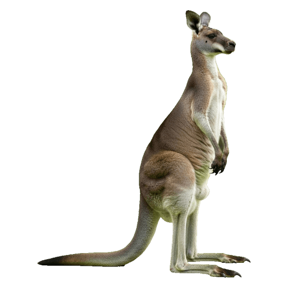 canguro