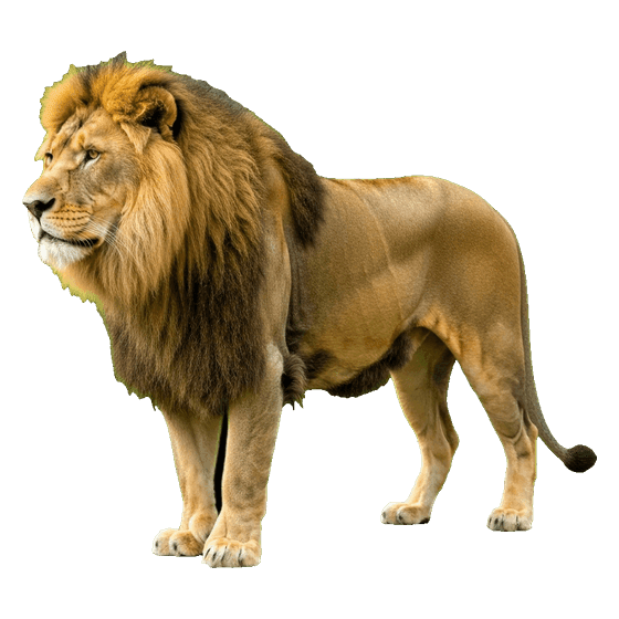 león