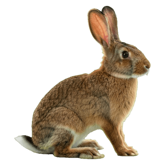 conejo