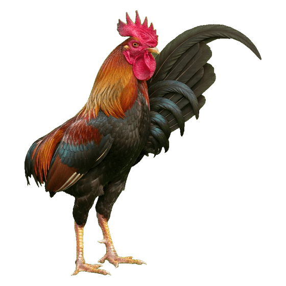 gallo
